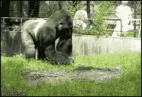 IMG_4525.gif.e81acc75a99e457ba999082af645f825.gif