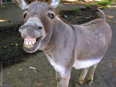donkey-tongue-Q.gif.5206219dafea839cb95db41a622302c3.gif