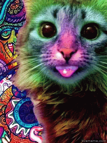groovy-cat.gif.68d6aed2d5c8ef753f6a422820e4c397.gif
